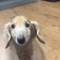 15歳のれっくすくん