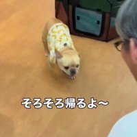 室内を巡回して男性のところへ戻って来る犬