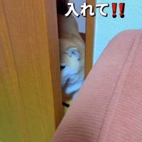 ドア前に居る犬に「いいよ」と言う飼い主