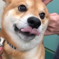 舌が出るれお君