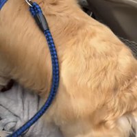 車に飛び乗る犬