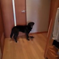 ベルの前で待つ犬