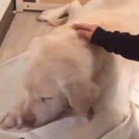老犬