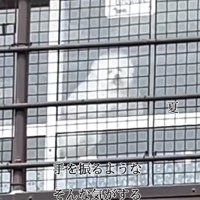 窓から外を見る犬