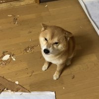 耳を伏せて見上げる犬