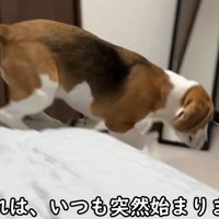 急にベッドから逃げて…