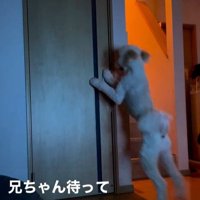 ますお君の人間のような行動7
