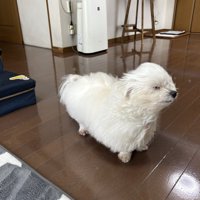 トンガリ