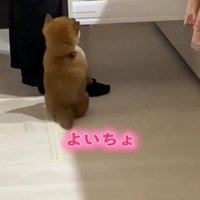 背伸びをする子犬