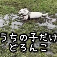 全身泥だらけのおからちゃん