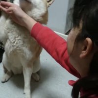 前足を高く挙げる犬