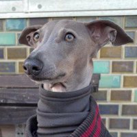 イタリアングレーハウンドのプットちゃん