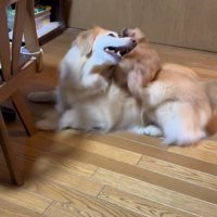 みるくちゃんと蘭ちゃん6