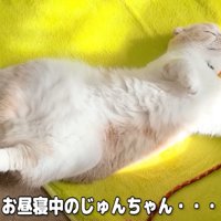 ひとりでお昼寝中のじゅんちゃん