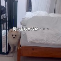 意を決して近づく愛犬