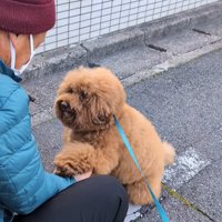 バスの運転手に遊んでもらう小型犬