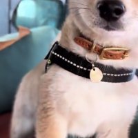 飼い主さんのもとへやってくる豆柴