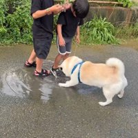 水たまりで遊ぶスズちゃんたち4