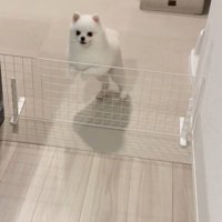 ぴょこぴょこ飛び跳ねながら待機
