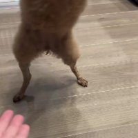 二本足でオテ！