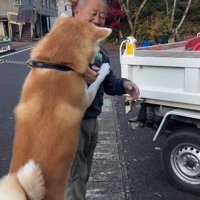 仲良しのおじさんに飛びつく秋田犬