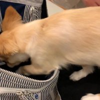 お膝に乗ったりバッグに戻ったり…