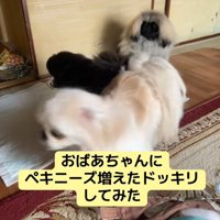 おばあちゃんにサプライズ