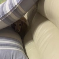 ソファとクッションの間に避難