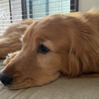 唯一無二の魅力を持つピケちゃんでした