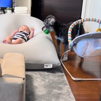 赤ちゃんを遊びに誘うらんちゃん4