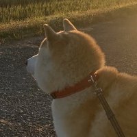 夕日