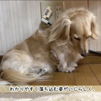 下を俯くダックスフンド「わかりやすく〜」