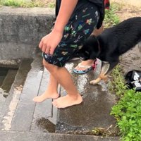 追いかける犬