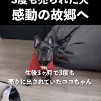 遠い街からやってきました