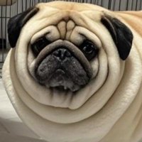 犬種を越えてしまった！