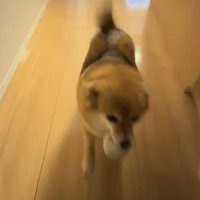 女性のところへ駆けつける犬
