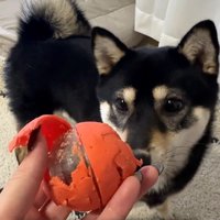 ボールで遊ぶはるちゃん4