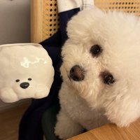 マグカップと犬