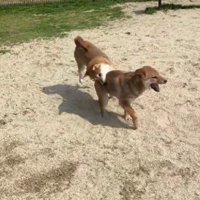 毎日わんぱくに暮らしてます