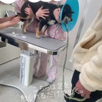 「キャキャキャアアア」