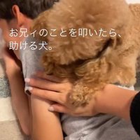 家族を叩くフリをした時のカブ子ちゃん5