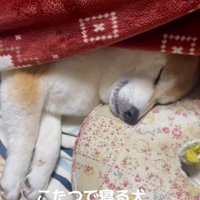 コタツで寝るまめ太くん