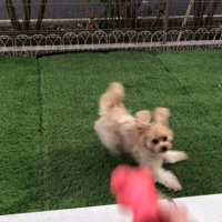 おもちゃを投げた時のベルちゃん2