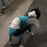 尻尾を振りながら駆け寄る中型犬