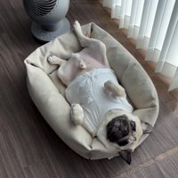 手足を広げて寝る犬