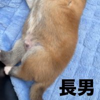 子犬のお腹と後ろ足
