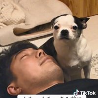 耳を倒すピペちゃん