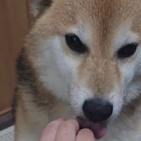 「おかえり」とペロペロ♪