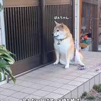 待ち続けるおもちくん