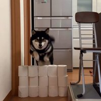 大河くんのトイレットペーパーチャレンジ2